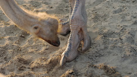 The-Ostrich-Bites-His-Leg-Makes-A-Pedicure-Funny-Animals-Concept