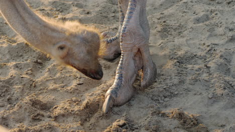 el avestruz se muerde la pierna hace una pedicura concepto de animales divertidos