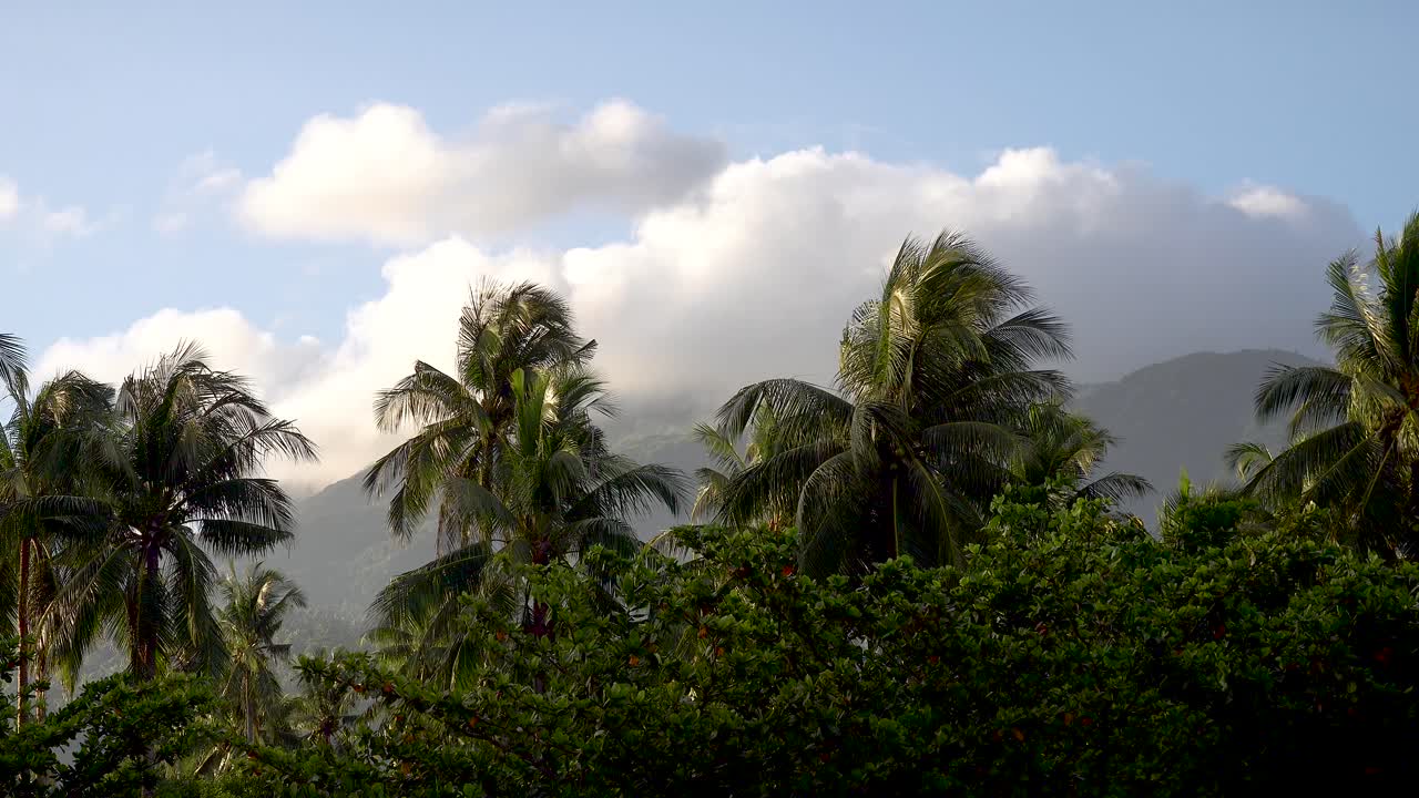 바람에 야자수가 부는 아시아 열대 섬의 산맥을 지나가는 구름 4k