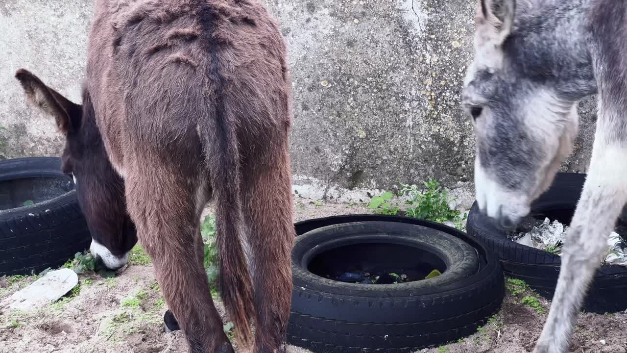 un par de burros, de pie al aire libre cerca de viejos neumáticos de goma usados
