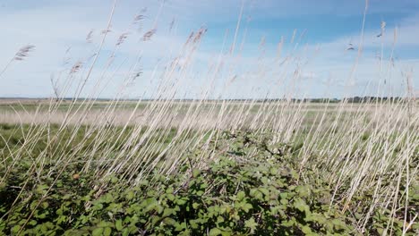 wind breeze sways long reed grasses, westwood marsh fenland suffolk