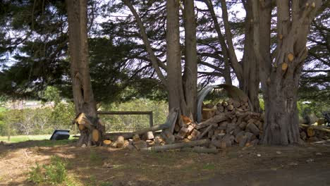A big stack of fire wood is stored by an old tin water tank underneath big Cyprus trees in rural Victoria Australia