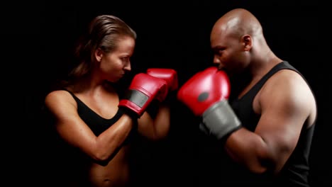 male and female boxer looking at each other