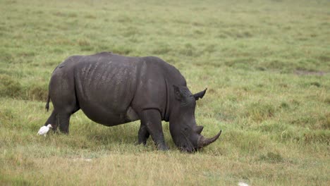 african rhino with cattle egret over green savannah in kenya, east africa