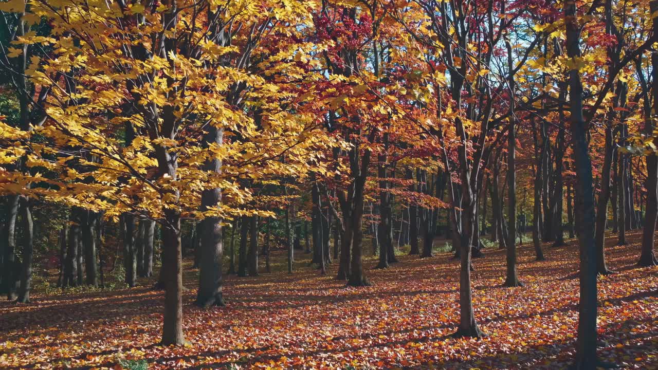 A wide-angle video captures a serene autumn forest with vibrant yellow and red leaves