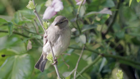 house sparrow balances on a branch while looking around with blooming pink flowers in background