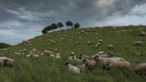 the herd of sheep is grazed in the evening on the suburb of hannover. lower saxony. germany. time lapse.