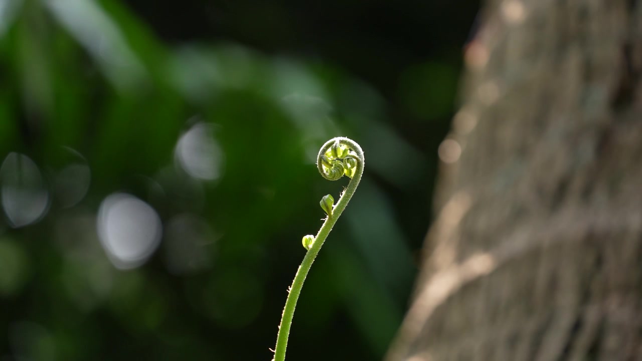 シダ植物が徐々に成長した。