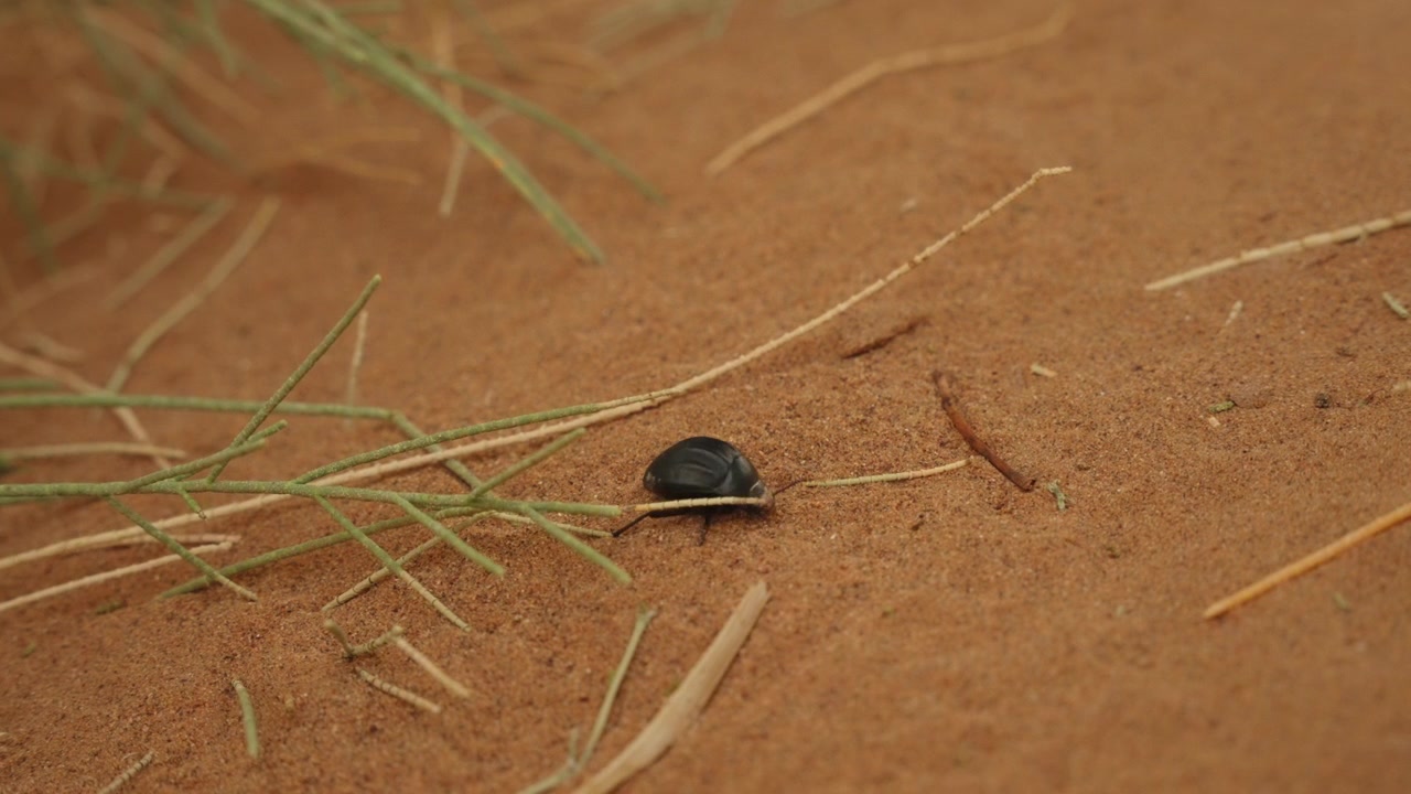 Small black darkling beetle moving across red Sahara sand beside dry grass blades in Morocco