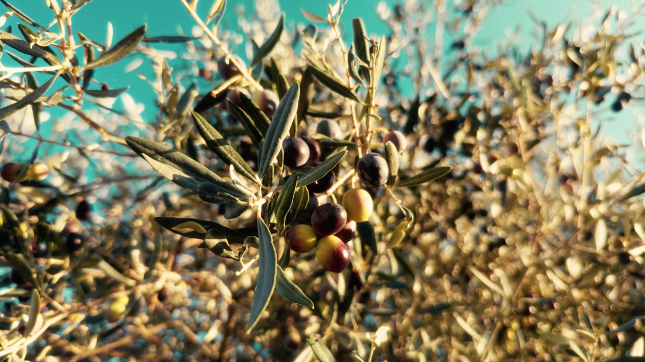Olive sull'albero al tramonto