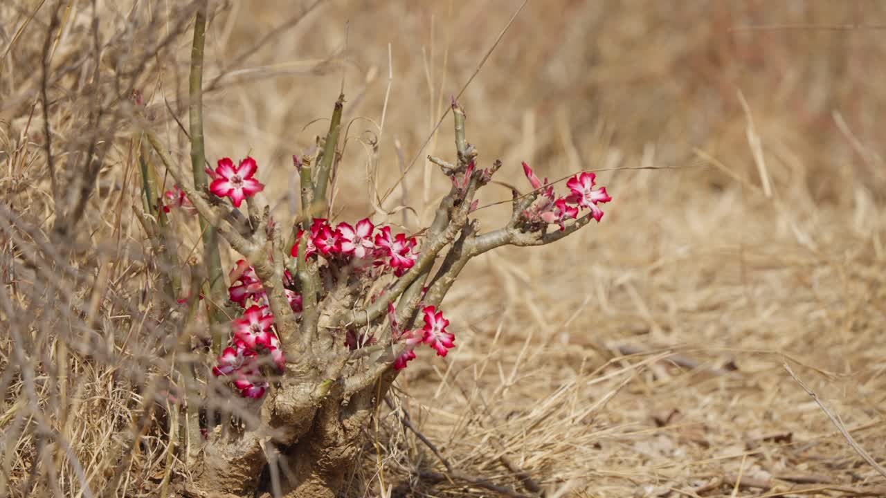 Ørkenroseblomst i Kruger Nationalpark, Sydafrika, statisk billede af lyserøde blomster på en træagtig stilk i tørt savannegræslandshabitat med lav dybdeskarphed.