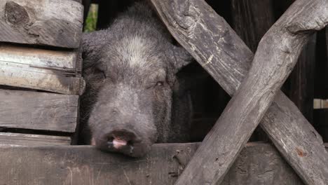 close up de un cerdo en su establo