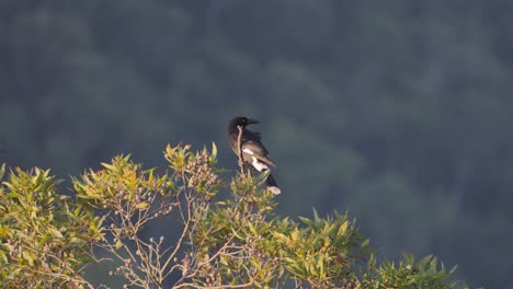 currawong bird perched on eucalyptus tree in wind