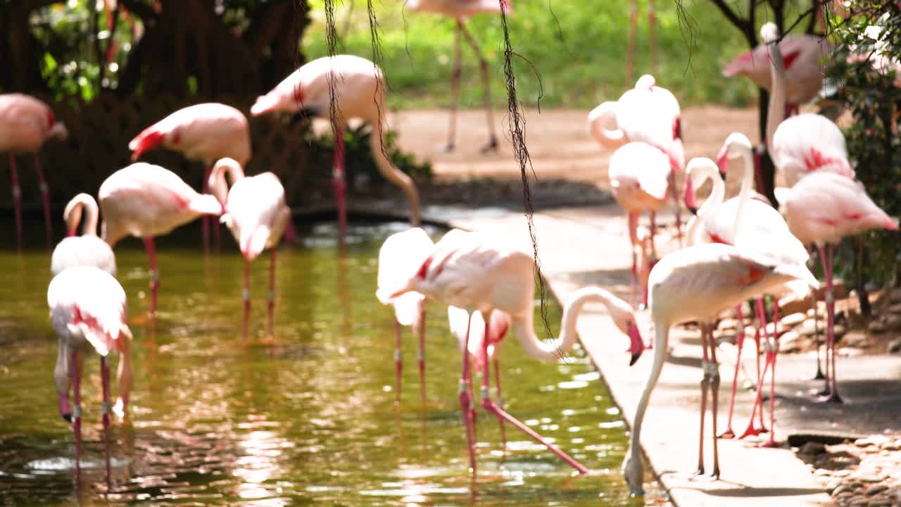 플라밍고 들 이 조화롭게 연못 을 둘러싸고 모인다