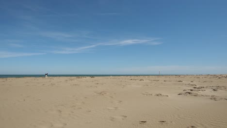 border collie playing near the water on the beach from distance