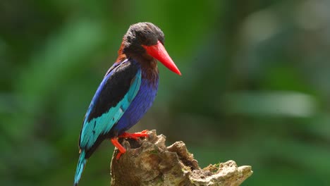 the-activity-of-a-beautiful-bird-called-Javan-kingfisher-is-enjoying-the-afternoon-while-perched-on-dry-wood