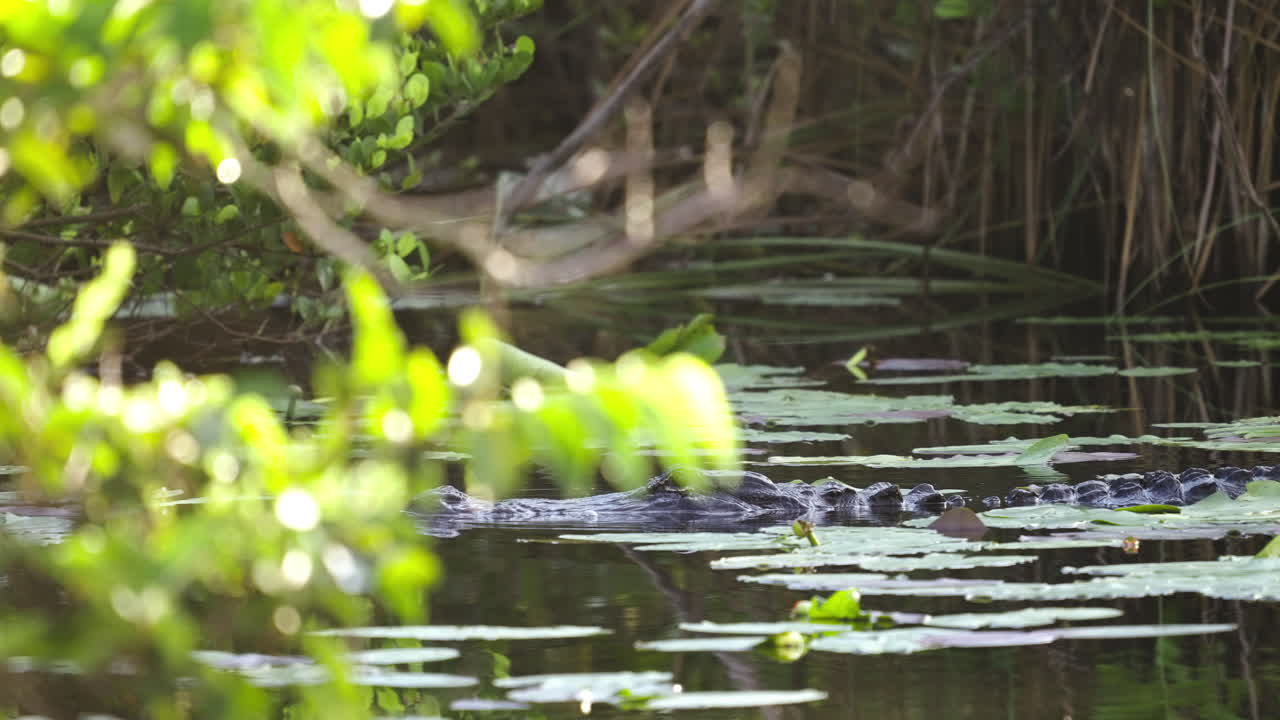 Alligator Slowly Moving Across Water 3