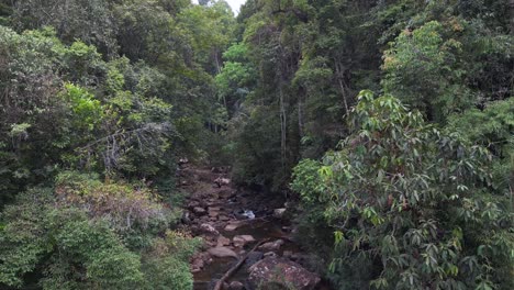 dense-rainforest-jungle-with-small-stream