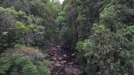 densa selva tropical con un pequeño arroyo