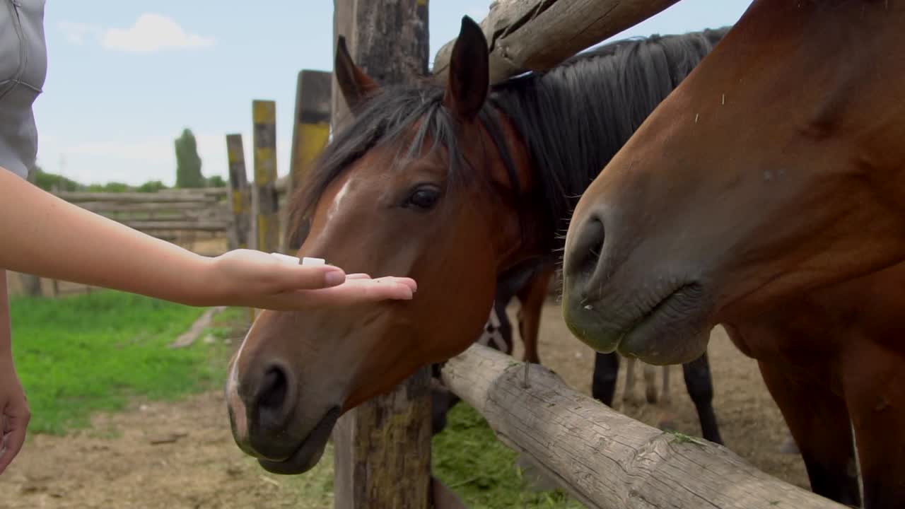 mujer alimentando caballos