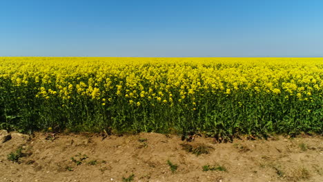 gelbes rapsfeld unter einem klaren blauen himmel