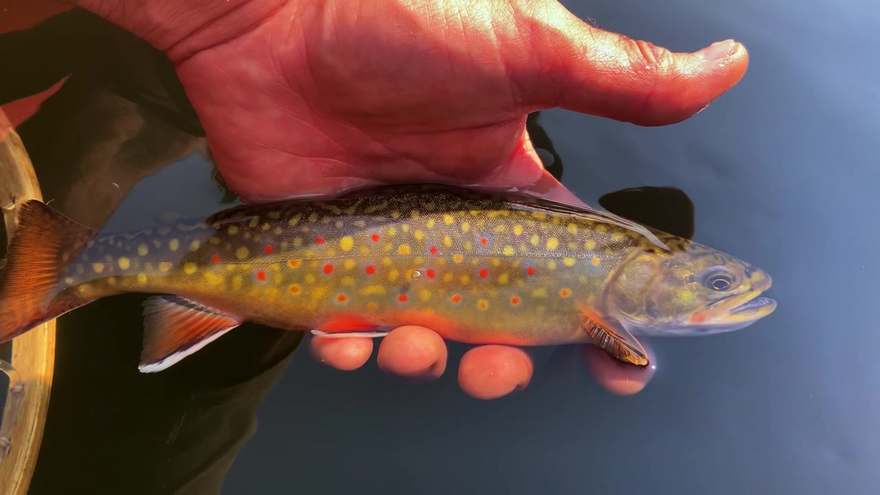 Una trota di torrente selvatica viene rilasciata da un pescatore a mosca dopo essere stata catturata nel lago Miner, Montana, all'interno della Foresta Nazionale di Beaverhead-Deerlodge