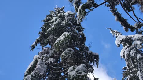 Fichten-Mit-Schnee-Bedeckt-Mit-Blauem-Himmel