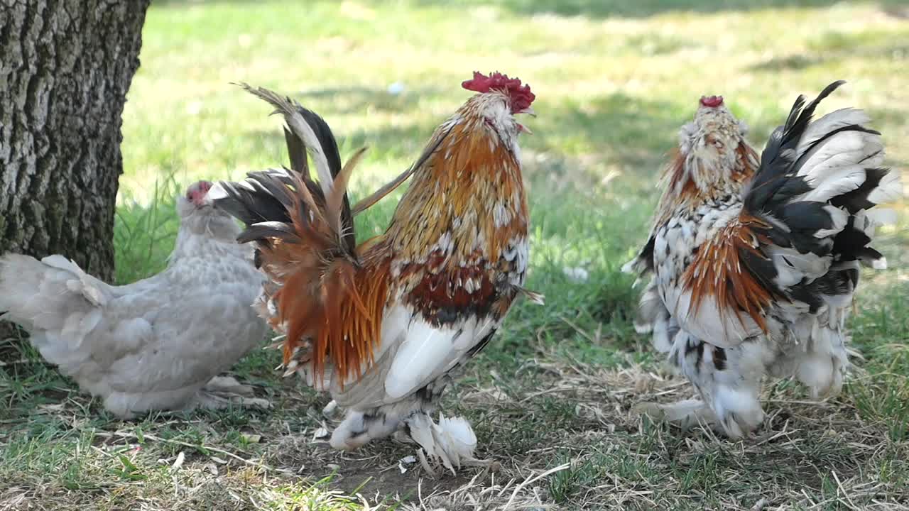 Roosters and Chickens in a Yard
