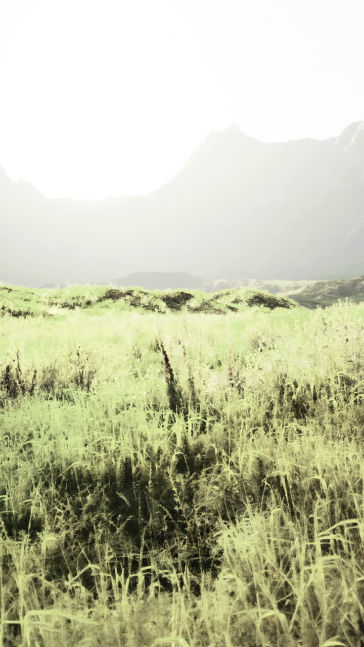 Expansive meadow under mountains at sunrise in a tranquil landscape
