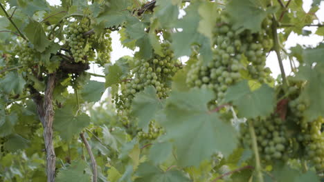 various grape clusters on green grapevines in a vine yard