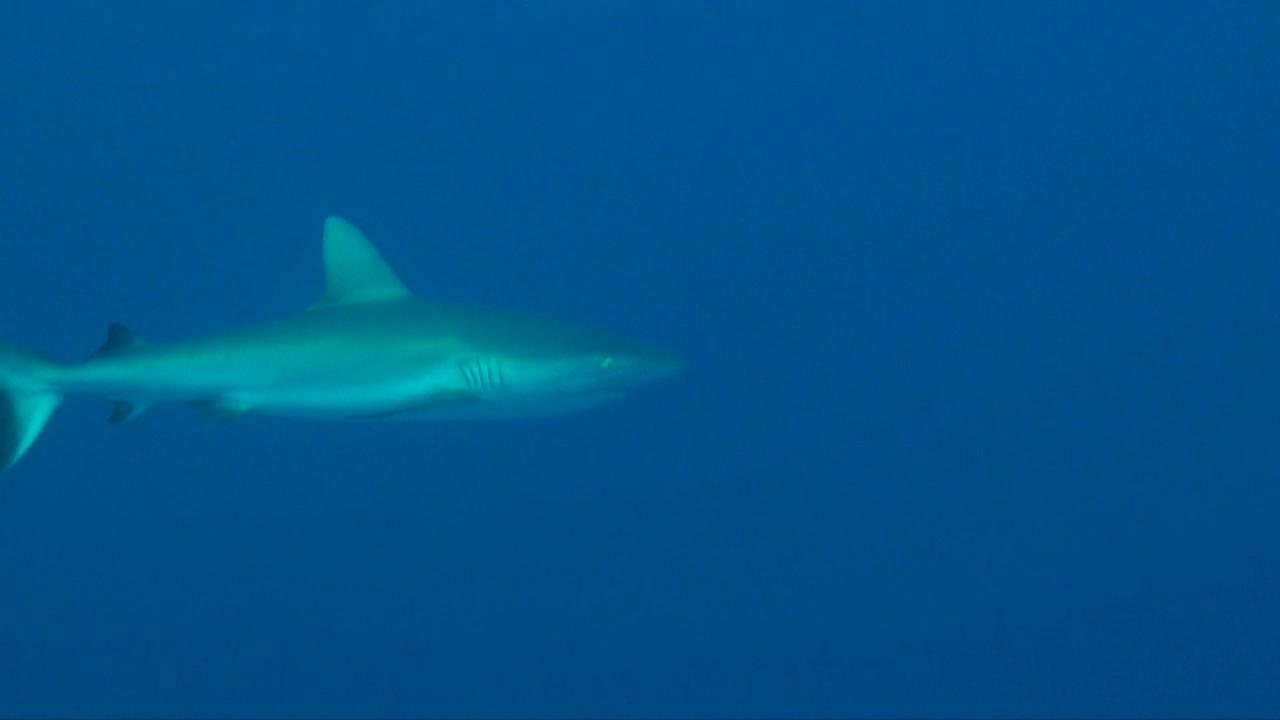 Grey reef shark passing in the blue ocean, wide angle shot.