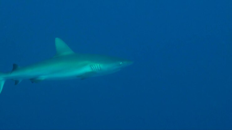 Grey reef shark passing in the blue ocean, wide angle shot.