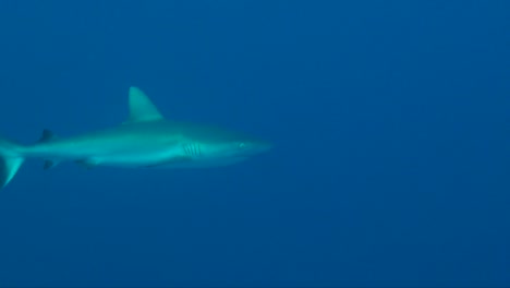 grey reef shark passing in the blue ocean, wide angle shot.