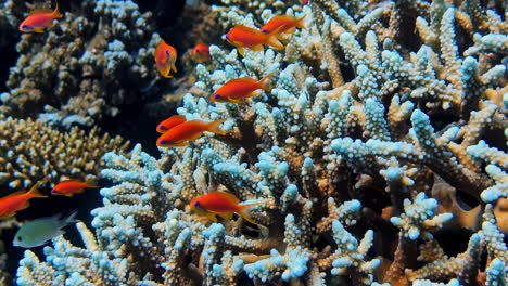 vibrant coral reef with red fish