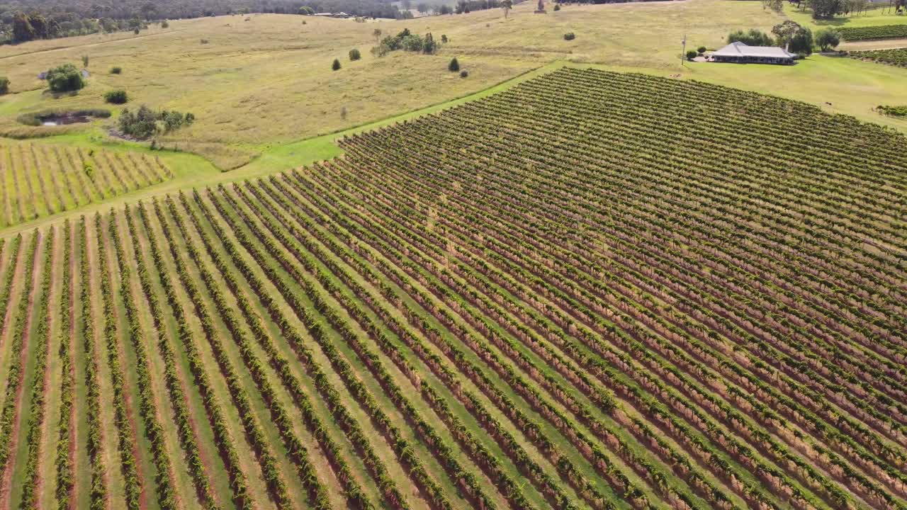 Aerial drone farmland shot of wine vineyards in cultivation crops Upper Hunter Valley Pokolbin Cessnock NSW Australia 4K