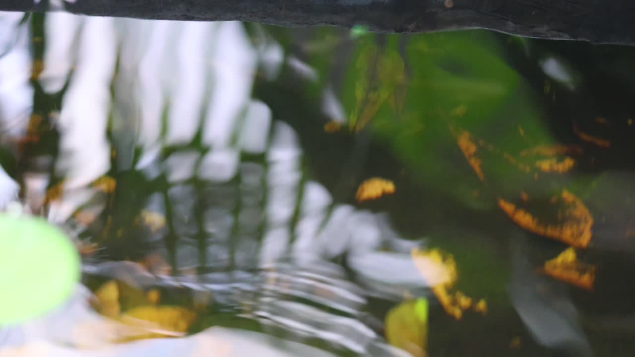 Gentle ripples move across a reflective water surface. | Premium Stock ...