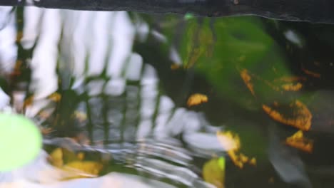 gentle ripples move across a reflective water surface.