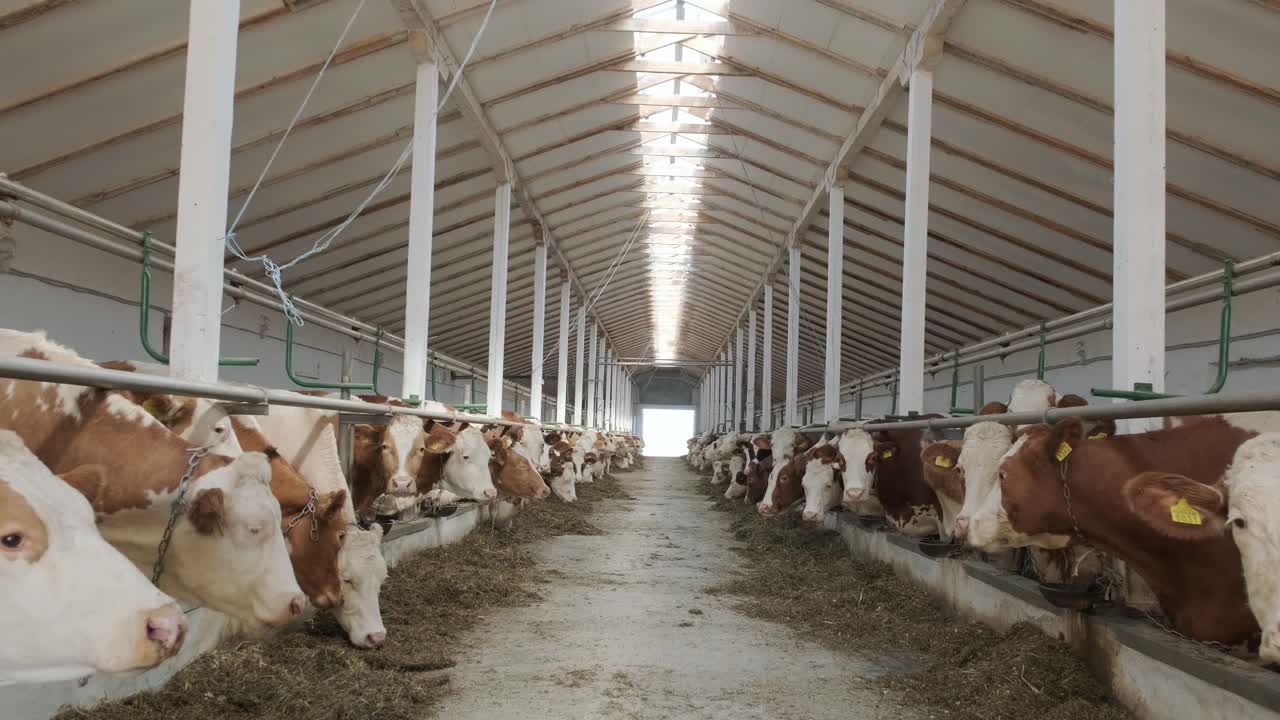 Modern farm cowshed with milking cows eating hay