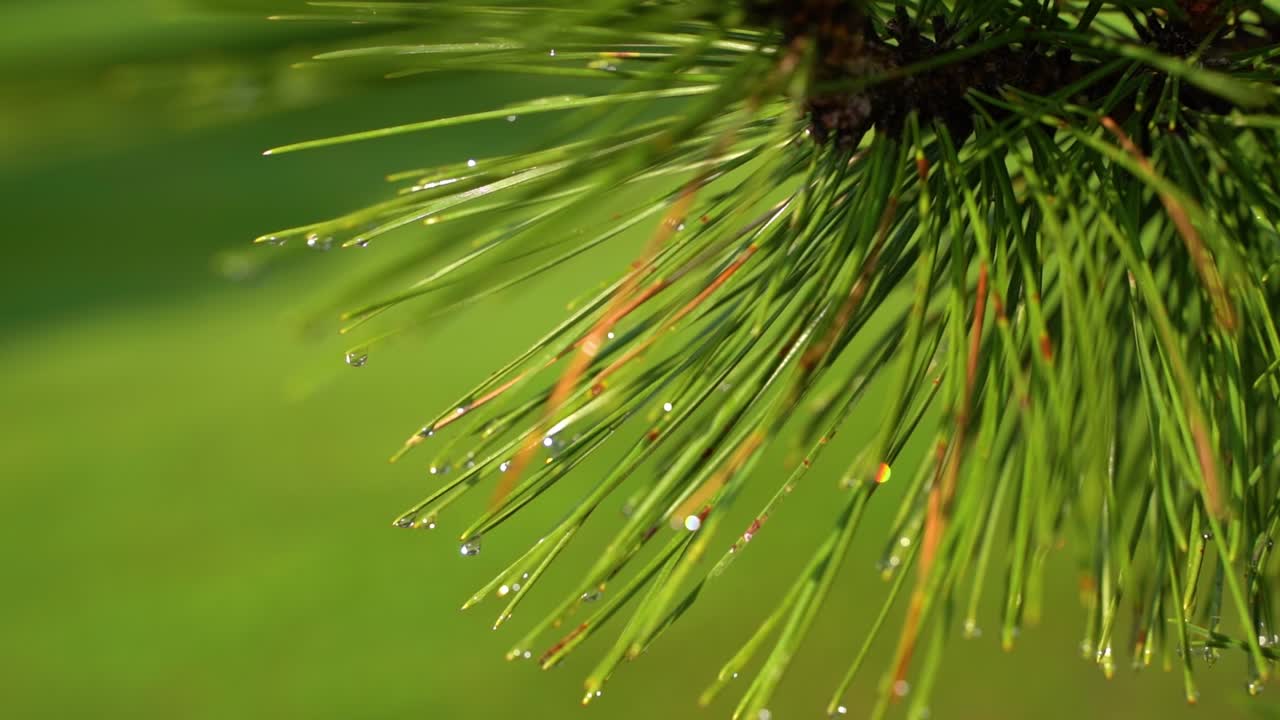 gocce d'acqua sugli aghi di pino sotto la pioggia
