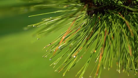 Gotas-De-Agua-En-Agujas-De-Pino-Bajo-La-Lluvia