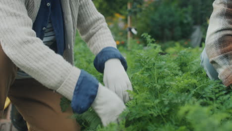 people gardening and harvesting vegetables