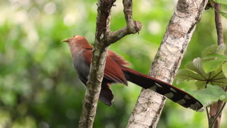 Eichhörnchen-Kuckucksvogel-Thront-Auf-Tropischem-Baumzweig-Und-Fliegt-Davon