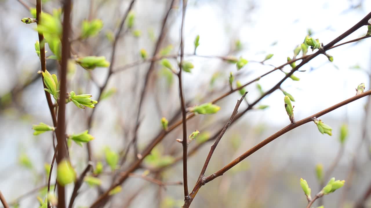 Blader på grener. Vårnatur