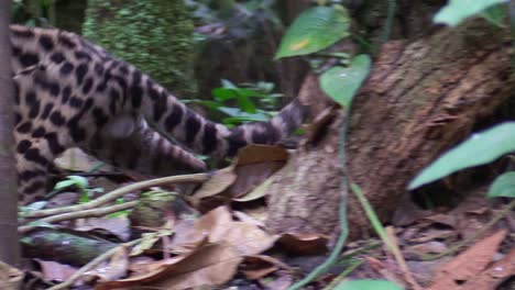 un margay camina por un ambiente selvático y recoge una rata 1