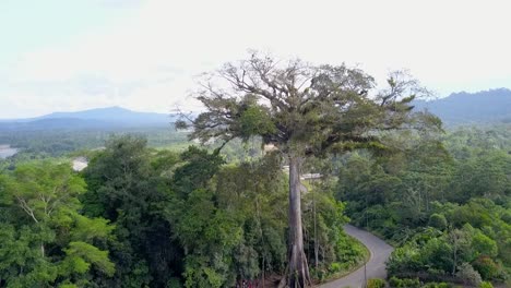 aerial view of a giant tree in a lush rainforest