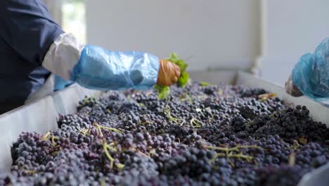 slow motion of three people at a sorting table cleaning grapes for the wine process