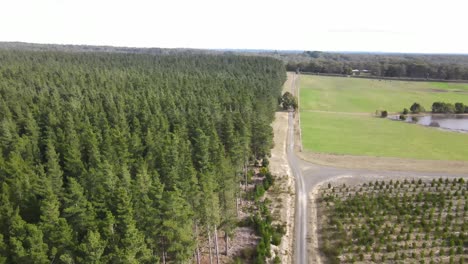 Drone-aerial-moving-backwards-showing-large-green-adult-and-young-pine-trees-and-a-lake