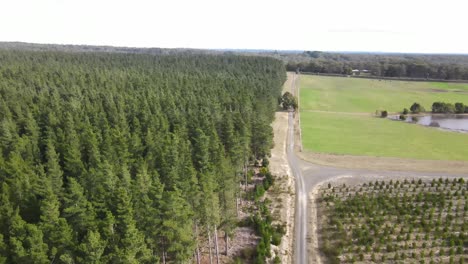 Antena-De-Drones-Moviéndose-Hacia-Atrás-Mostrando-Grandes-Pinos-Verdes-Adultos-Y-Jóvenes-Y-Un-Lago