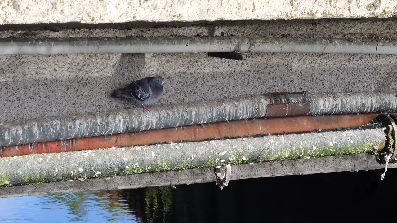Pigeon resting on a concrete structure beneath a bridge above the water