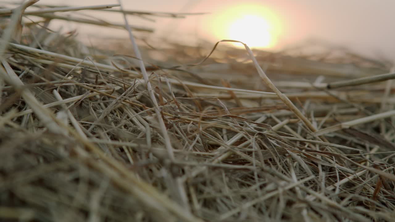 수확할 때입니다. 금색 을 쌓아 놓은 근접 촬영입니다.